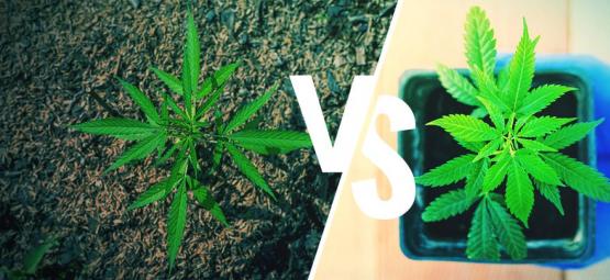 Culture Du Cannabis En Extérieur : En Terre Ou En Pots