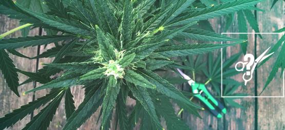 Comment Tailler Les Plants De Cannabis 