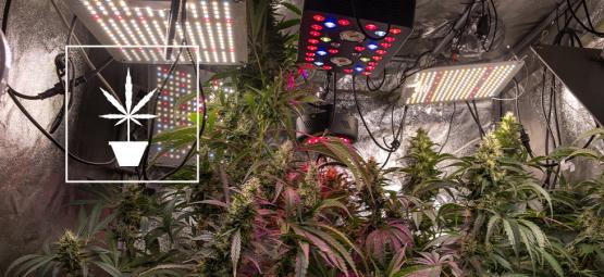 Des conseils simples pour cultiver de la meilleure herbe