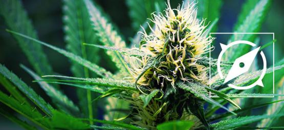 Les Origines De La Variété De Cannabis OG Kush