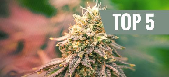Top 5 Des Variétés Indica De 2025