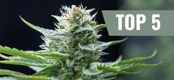 Top 5 Des Variétés De Cannabis Sativa Pour 2025