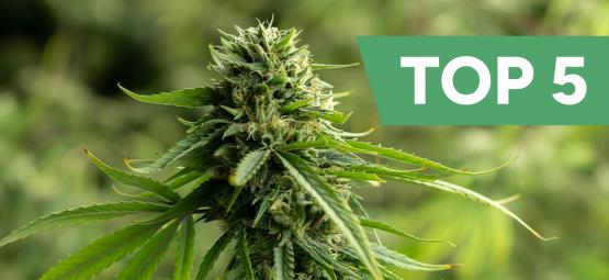 Top 5 des variétés de cannabis à haute teneur en CBD