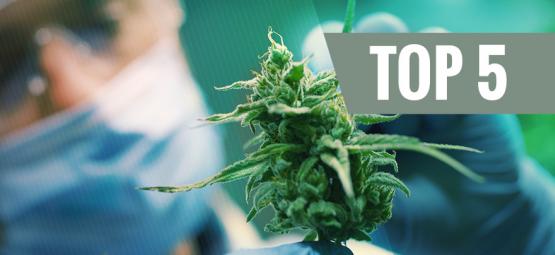 Top 5 Des Variétés De Cannabis À Forte Teneur En CBD
