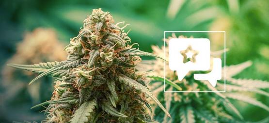 Master Kush: Évaluation & Informations De Variété De Cannabis