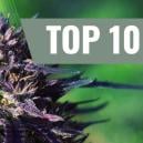 Top 10 Des Vari&eacute;t&eacute;s De Cannabis Purple [2026]