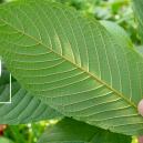 Histoire de la consommation du kratom