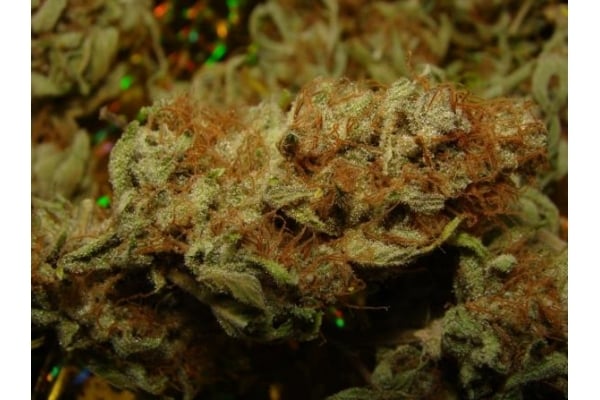 Amnesia Haze (Royal Queen Seeds) féminisée