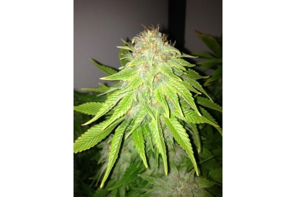 White Widow (Royal Queen Seeds) féminisée