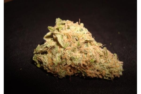 Ice (Royal Queen Seeds) féminisée