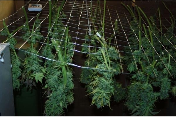 Fruit Spirit (Royal Queen Seeds) féminisée