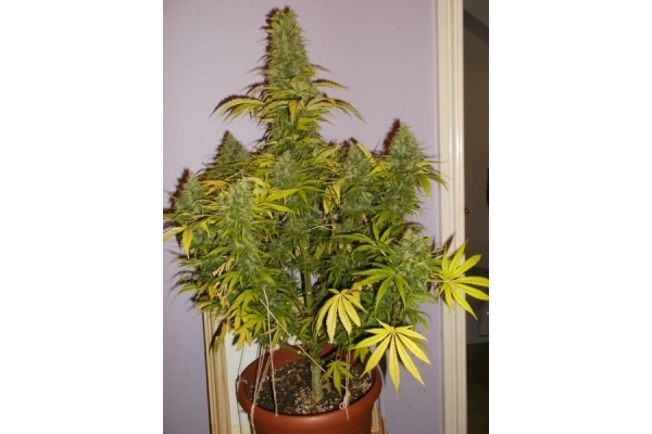 Shining Silver Haze (Royal Queen Seeds) féminisée Shining Silver Haze (Royal Queen Seeds) féminisée