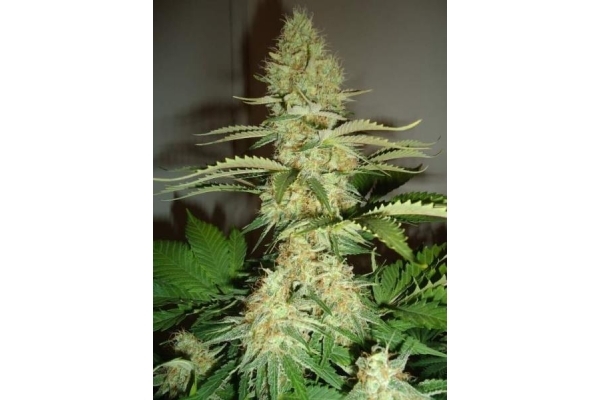 Shining Silver Haze (Royal Queen Seeds) féminisée