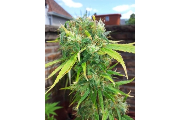 Shining Silver Haze (Royal Queen Seeds) féminisée Shining Silver Haze (Royal Queen Seeds) féminisée