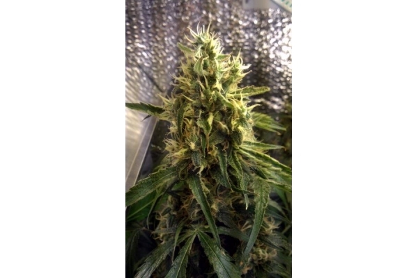 Shining Silver Haze (Royal Queen Seeds) féminisée Shining Silver Haze (Royal Queen Seeds) féminisée