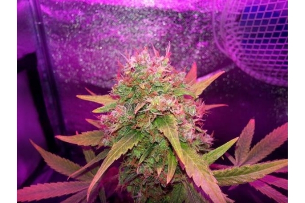 Shining Silver Haze (Royal Queen Seeds) féminisée Shining Silver Haze (Royal Queen Seeds) féminisée