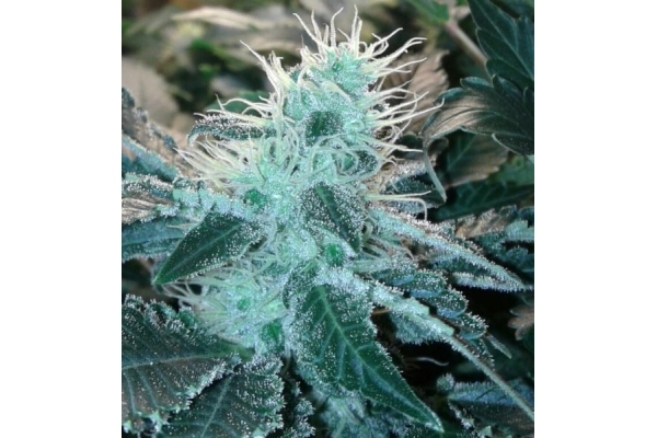 Blue Mystic (Royal Queen Seeds) féminisée Blue Mystic (Royal Queen Seeds) féminisée