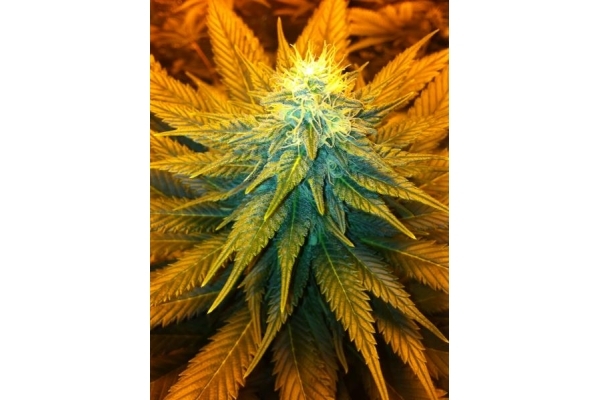 Blue Mystic (Royal Queen Seeds) féminisée