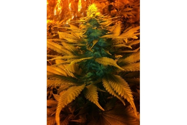 Blue Mystic (Royal Queen Seeds) féminisée Blue Mystic (Royal Queen Seeds) féminisée