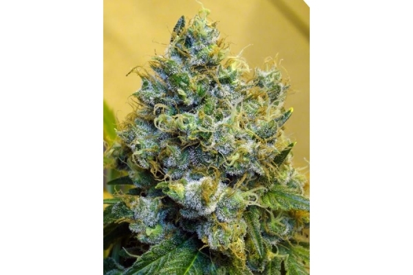 Blue Mystic (Royal Queen Seeds) féminisée Blue Mystic (Royal Queen Seeds) féminisée
