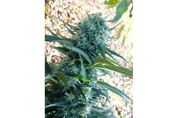 Northern Light (Royal Queen Seeds) féminisée