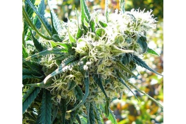 Northern Light (Royal Queen Seeds) féminisée