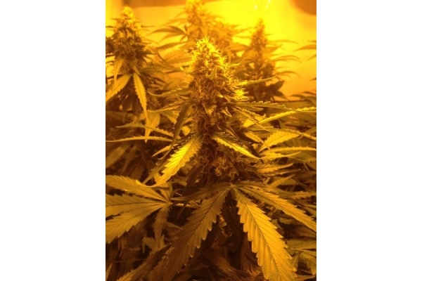 Northern Light (Royal Queen Seeds) féminisée Northern Light (Royal Queen Seeds) féminisée
