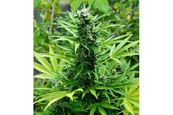 Northern Light (Royal Queen Seeds) féminisée Northern Light (Royal Queen Seeds) féminisée