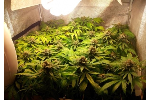 Critical (Royal Queen Seeds) féminisée