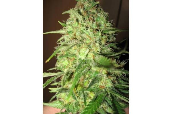 Critical (Royal Queen Seeds) féminisée