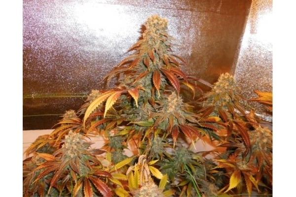 Royal Moby (Royal Queen Seeds) féminisée Royal Moby (Royal Queen Seeds) féminisée