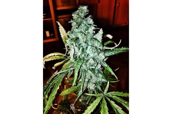 Royal Moby (Royal Queen Seeds) féminisée Royal Moby (Royal Queen Seeds) féminisée