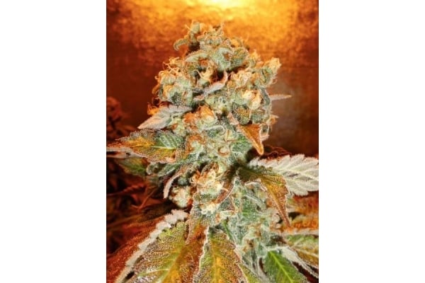 Royal Moby (Royal Queen Seeds) féminisée Royal Moby (Royal Queen Seeds) féminisée