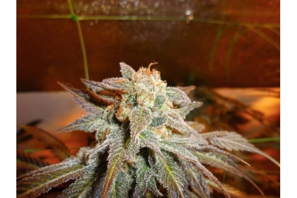 Royal Moby (Royal Queen Seeds) féminisée Royal Moby (Royal Queen Seeds) féminisée