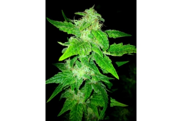 OG Kush (Royal Queen Seeds) féminisée OG Kush (Royal Queen Seeds) féminisée