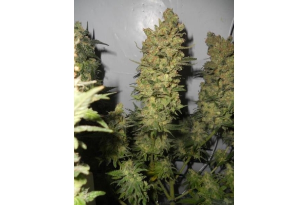 OG Kush (Royal Queen Seeds) féminisée OG Kush (Royal Queen Seeds) féminisée