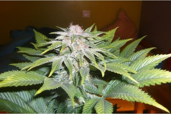 OG Kush (Royal Queen Seeds) féminisée OG Kush (Royal Queen Seeds) féminisée