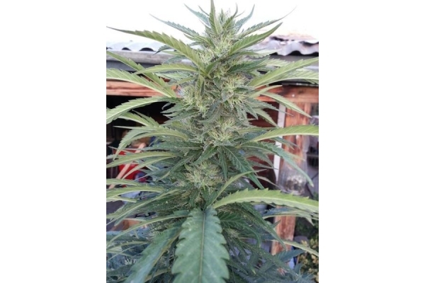 OG Kush (Royal Queen Seeds) féminisée OG Kush (Royal Queen Seeds) féminisée