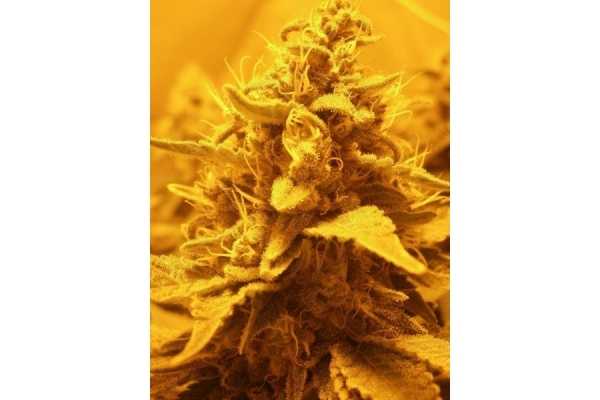 OG Kush (Royal Queen Seeds) féminisée OG Kush (Royal Queen Seeds) féminisée
