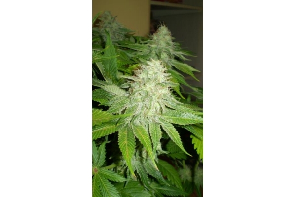 OG Kush (Royal Queen Seeds) féminisée