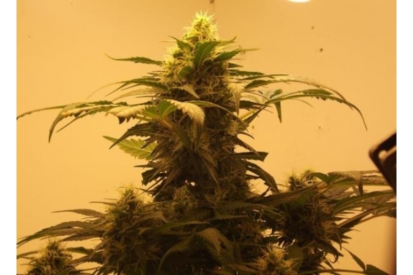 Royal Dwarf Auto (Royal Queen Seeds) féminisée Royal Dwarf Auto (Royal Queen Seeds) féminisée