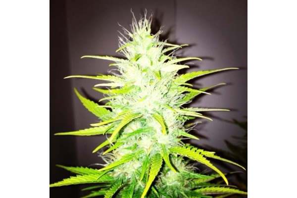 Royal Dwarf Auto (Royal Queen Seeds) féminisée Royal Dwarf Auto (Royal Queen Seeds) féminisée