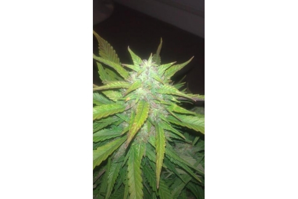 Royal Dwarf Auto (Royal Queen Seeds) féminisée Royal Dwarf Auto (Royal Queen Seeds) féminisée