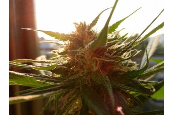 Royal Dwarf Auto (Royal Queen Seeds) féminisée