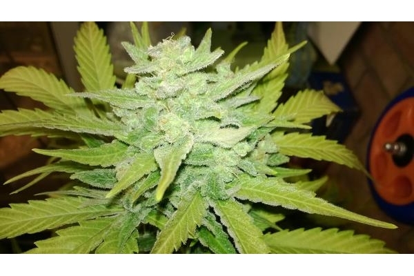 Royal Dwarf Auto (Royal Queen Seeds) féminisée Royal Dwarf Auto (Royal Queen Seeds) féminisée