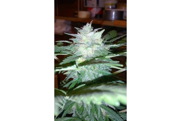 Royal Dwarf Auto (Royal Queen Seeds) féminisée Royal Dwarf Auto (Royal Queen Seeds) féminisée