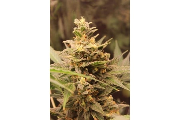 Easy Bud Auto (Royal Queen Seeds) féminisée Easy Bud Auto (Royal Queen Seeds) féminisée