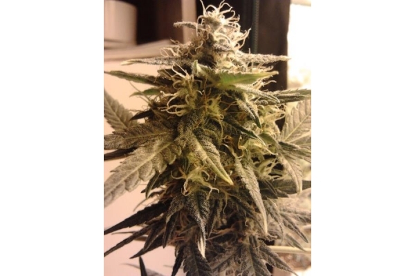 Easy Bud Auto (Royal Queen Seeds) féminisée Easy Bud Auto (Royal Queen Seeds) féminisée