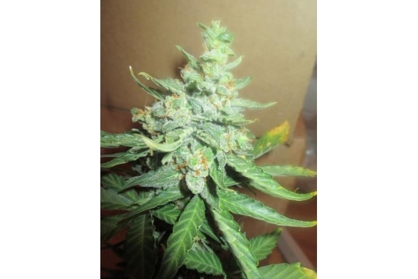 Easy Bud Auto (Royal Queen Seeds) féminisée