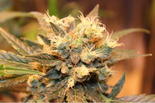 Easy Bud Auto (Royal Queen Seeds) féminisée Easy Bud Auto (Royal Queen Seeds) féminisée